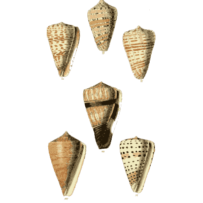 Cone shells 05 - The Conchological Illustrations - 1841