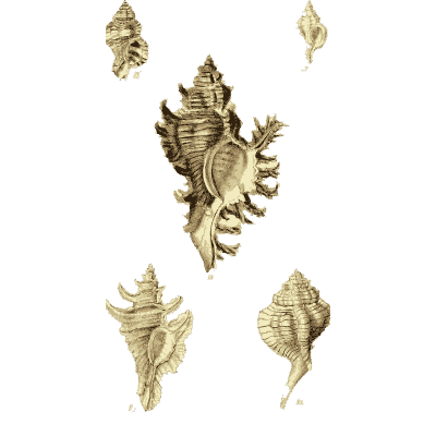 Murex shells 09 - The Conchological Illustrations - 1841