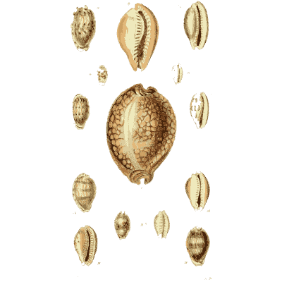 Netted cowrie - The Conchological Illustrations - 1841