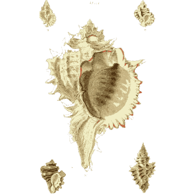 Large frilled murex - The Conchological Illustrations - 1841