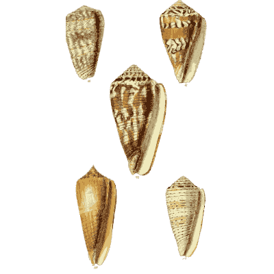 Cone shells 06 - The Conchological Illustrations - 1841