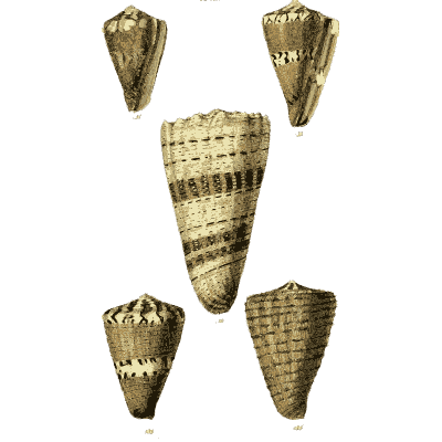 Cone shells 07 - The Conchological Illustrations - 1841