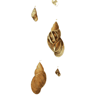 Snail shells 02 - The Conchological Illustrations - 1841