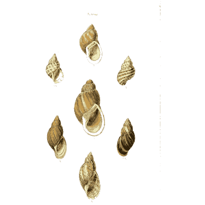 Small rounded snail shells 02 - The Conchological Illustrations - 1841