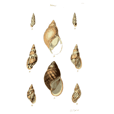 Snail shells 03 - The Conchological Illustrations - 1841