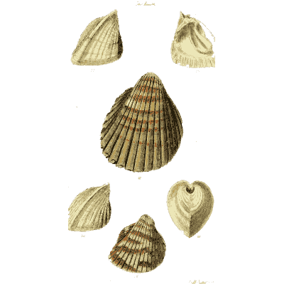 Large ribbed ark shell - The Conchological Illustrations - 1841