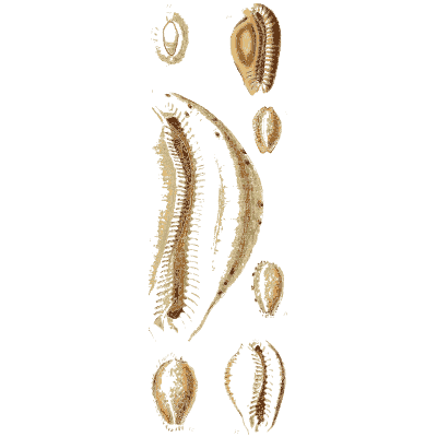 Slender cowries - The Conchological Illustrations - 1841