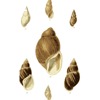 Land snail shells - The Conchological Illustrations - 1841