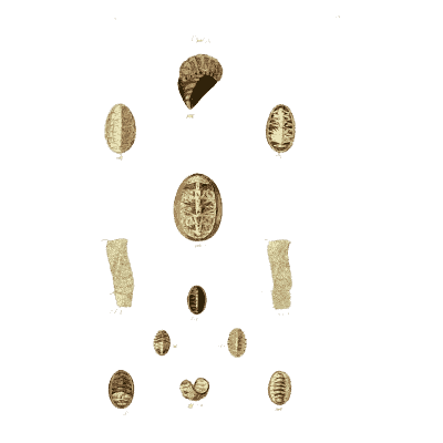 Small chiton shells 02 - The Conchological Illustrations - 1841