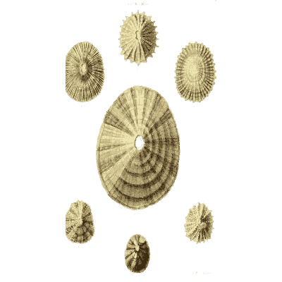 Large ringed limpet 02 - The Conchological Illustrations - 1841