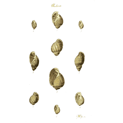 Small snail shells 05 - The Conchological Illustrations - 1841