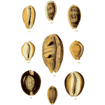 Cowrie shells 10 - The Conchological Illustrations - 1841