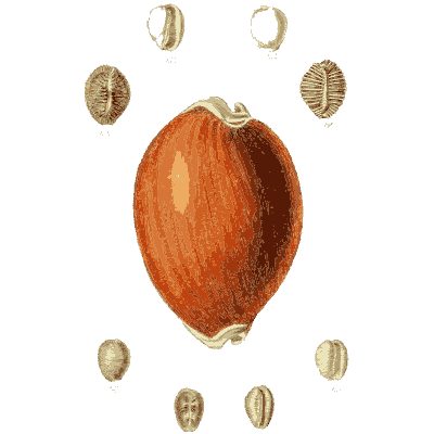Large orange cowrie - The Conchological Illustrations - 1841