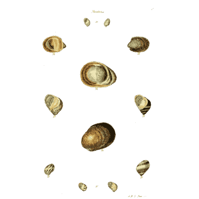 Small rounded shells 02 - The Conchological Illustrations - 1841
