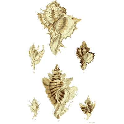 Murex shells 10 - The Conchological Illustrations - 1841