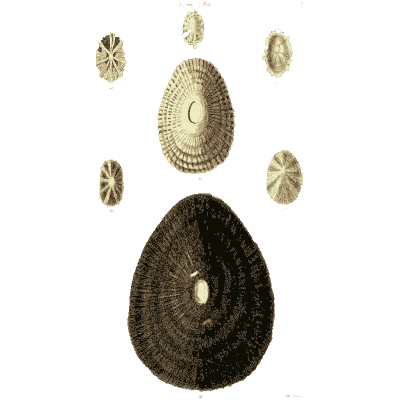 Large dark keyhole limpet - The Conchological Illustrations - 1841