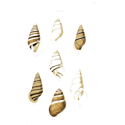 Banded snail shells 02 - The Conchological Illustrations - 1841