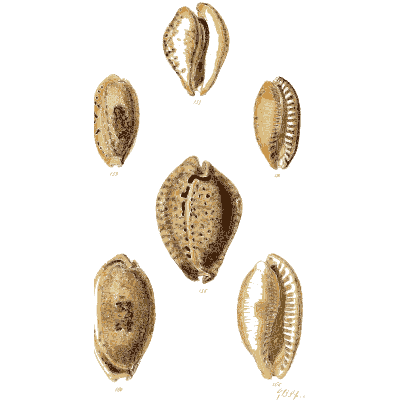 Cowrie shells 11 - The Conchological Illustrations - 1841
