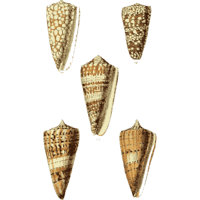 Cone shells 08 - The Conchological Illustrations - 1841