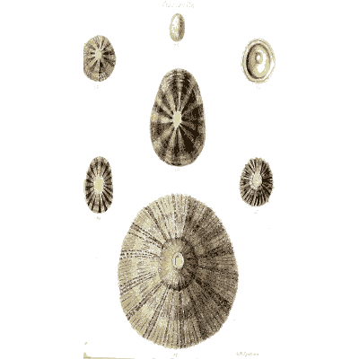 Large ringed limpet 03 - The Conchological Illustrations - 1841