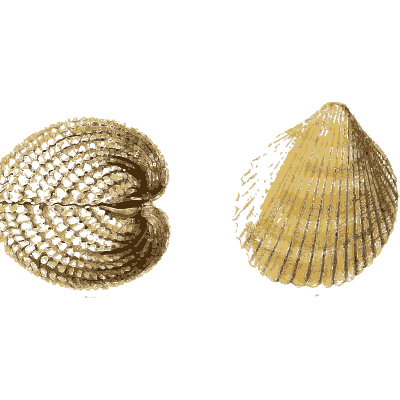 Ribbed cockle shells 03 - The Conchological Illustrations - 1841