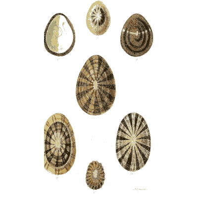 Limpet shells 03 - The Conchological Illustrations - 1841