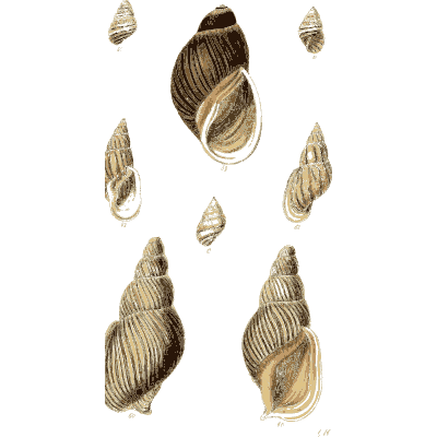 Whelk shells 04 - The Conchological Illustrations - 1841