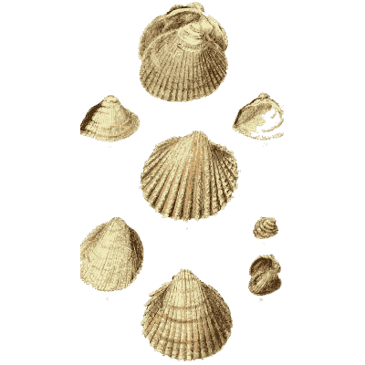 Ribbed cockle shells 04 - The Conchological Illustrations - 1841