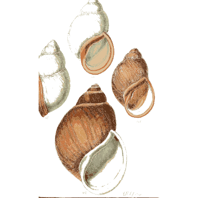 Rounded land snail shells - The Conchological Illustrations - 1841