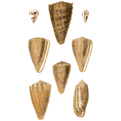 Cone shells 09 - The Conchological Illustrations - 1841
