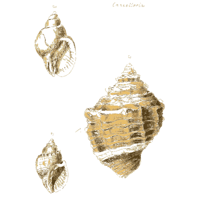 Large ribbed whelk - The Conchological Illustrations - 1841