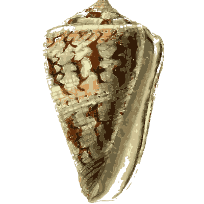 Large cone shell 03 - The Conchological Illustrations - 1841