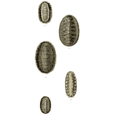 Chiton shells 06 - The Conchological Illustrations - 1841