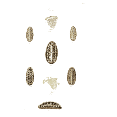 Small chiton shells 03 - The Conchological Illustrations - 1841