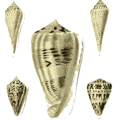 Large banded cone - The Conchological Illustrations - 1841