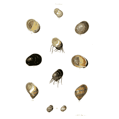 Small nerite shells - The Conchological Illustrations - 1841