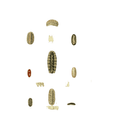 Tiny chiton shells - The Conchological Illustrations - 1841