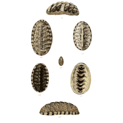 Chiton shells 07 - The Conchological Illustrations - 1841