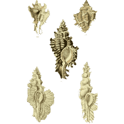 Murex shells 11 - The Conchological Illustrations - 1841
