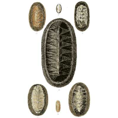 Large dark chiton 02 - The Conchological Illustrations - 1841