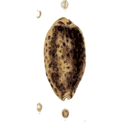 Large spotted cowrie 02 - The Conchological Illustrations - 1841