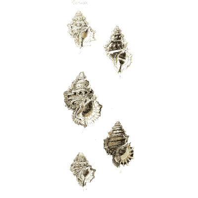 Small murex shells - The Conchological Illustrations - 1841