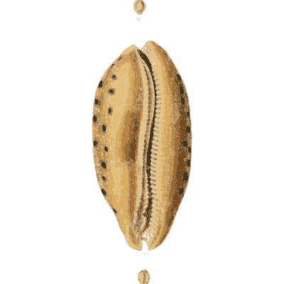 Large orange toothed cowrie 02 - The Conchological Illustrations - 1841