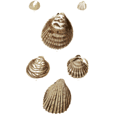 Ribbed ark shells 02 - The Conchological Illustrations - 1841