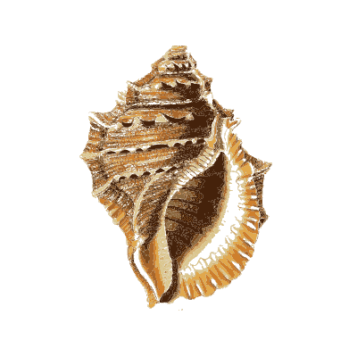 Frilled whelk - The Conchological Illustrations - 1841