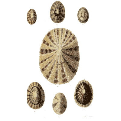 Large rayed limpet - The Conchological Illustrations - 1841
