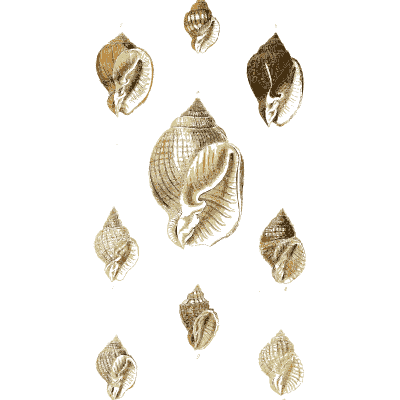 Whelk shells 05 - The Conchological Illustrations - 1841