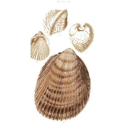 Large ribbed cockle 02 - The Conchological Illustrations - 1841