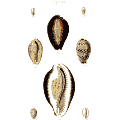 Cowrie shells 12 - The Conchological Illustrations - 1841