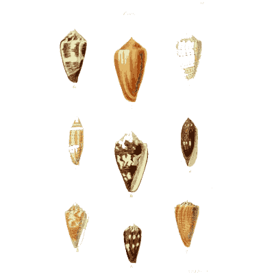 Small cone shells 02 - The Conchological Illustrations - 1841